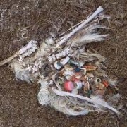 Plastic Oceans (Plastic in our playground!) Part 2 – Plastic Water Bottles