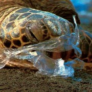 Plastic Oceans (Plastic in our playground!) Part 1 – Plastic BAGS.