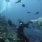 Shark-Dive Tourism in Fiji Worth US$42.2 Million a Year