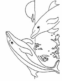 Dolphin Coloring Sheet