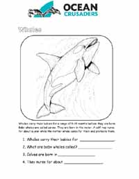 Whale Coloring Sheet