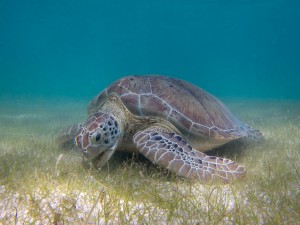 Green_Sea_Turtle_grazing_seagrass