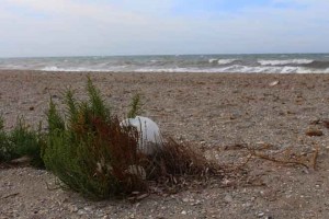 Plastic-bag-on-its-way-to-the-ocean