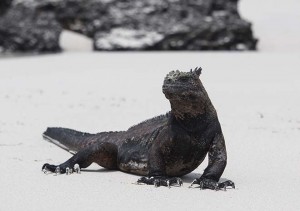 Iguana on beach2660