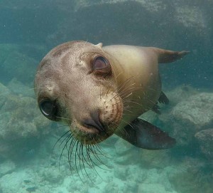 Sea Lion Pup 2 FB