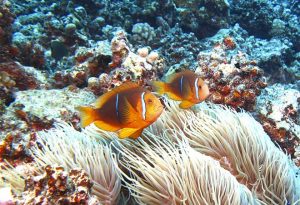 Anemonefish660