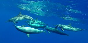 Dolphins