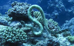 Seasnake(Krait)