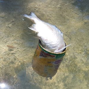 Tinned Fish